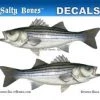 New Arrivals Salty Bones Decal Mini-Striped Bass Sticker