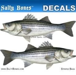 New Arrivals Salty Bones Decal Mini-Striped Bass Sticker