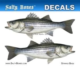 New Arrivals Salty Bones Decal Mini-Striped Bass Sticker 3 New Arrivals Salty Bones Decal Mini-Striped Bass Sticker