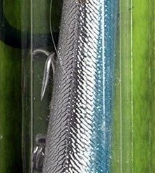 Cotton Cordell Pencil Popper 48 Cotton Cordell Pencil Popper