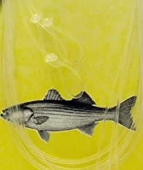 Striper & Bluefish Fin Strike Pro Series Striped Bass Snelled Hook, Size 8/0