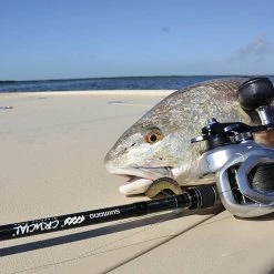 Shimano Tranx Baitcasting Reel New Arrivals